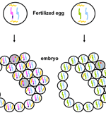 L1 transcripts and L1 retrotransposition in sperm and egg cells and early embryo development.